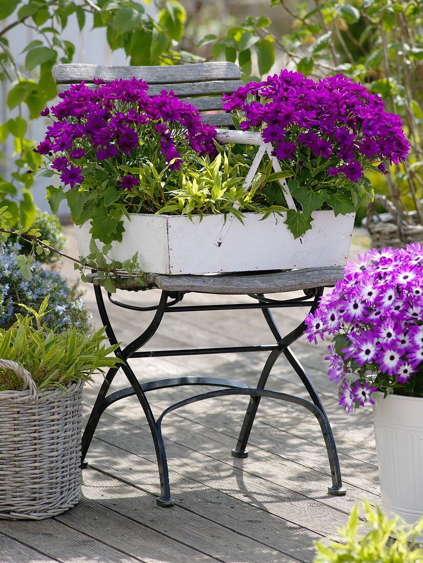 Pericallis syn. Cineraria Senetti 'Magenta', 'Magenta bicolor' (Aschenblumen)