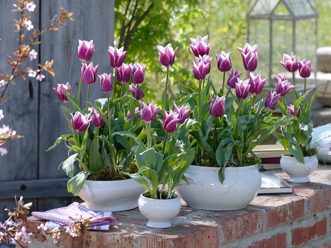 Tulipa 'Ballade' (Lilienblütige Tulpen) in Terrinen und Suppentassen