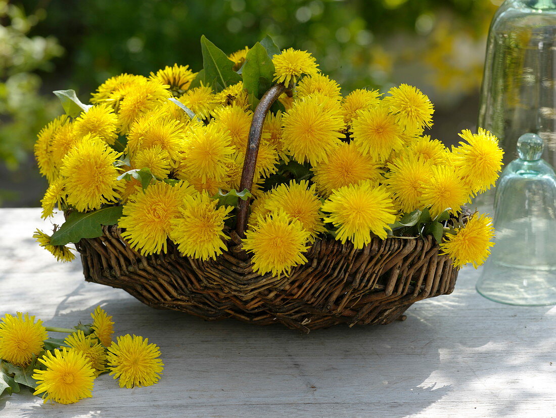 Korb mit frisch gepflückten Taraxacum (Löwenzahn)