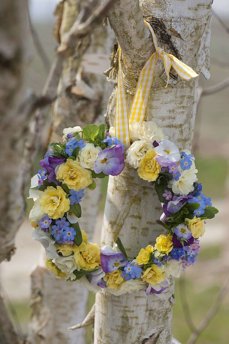 Spring wreath from Primula belarina 'Cream', 'Buttercup Yellow'