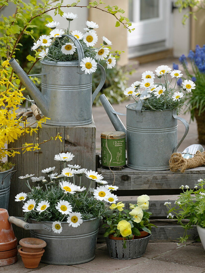 Leucanthemum hosmariense (Frühlingsmageriten) in Blechkannen