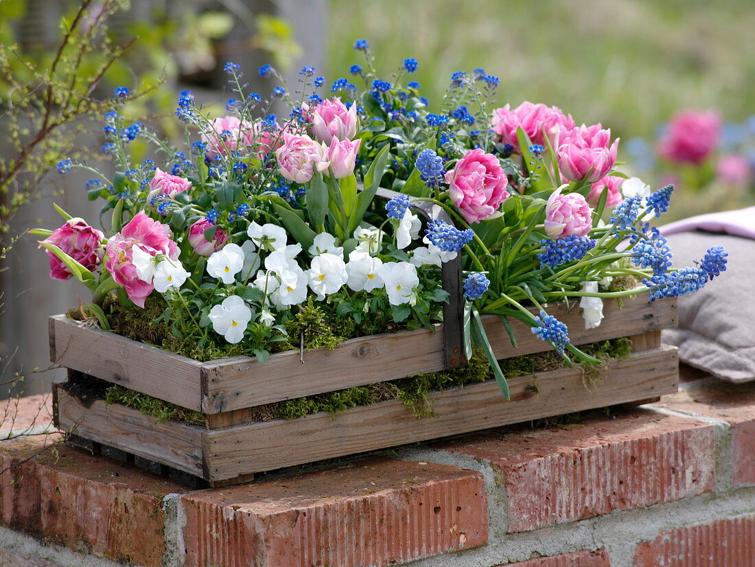 Wooden basket planted with Tulipa 'Peach Blossom', Viola cornuta