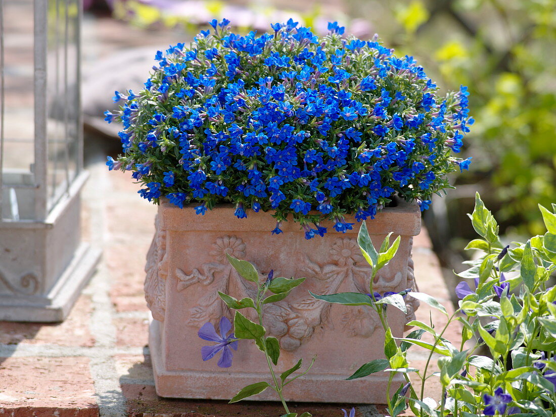 Lithodora diffusa 'Heavenly Blue' (Steinsame)