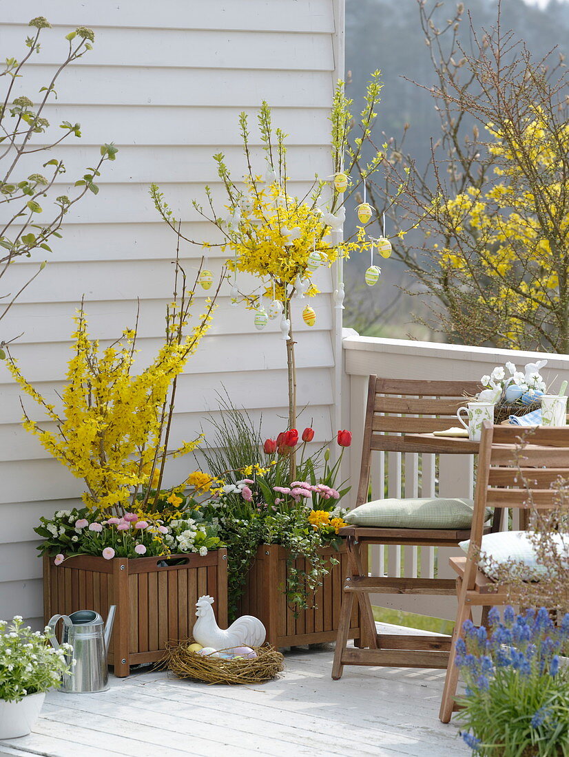 Osterbalkon : Forsythia (Goldglöckchen), Bellis (Tausendschön), Primula