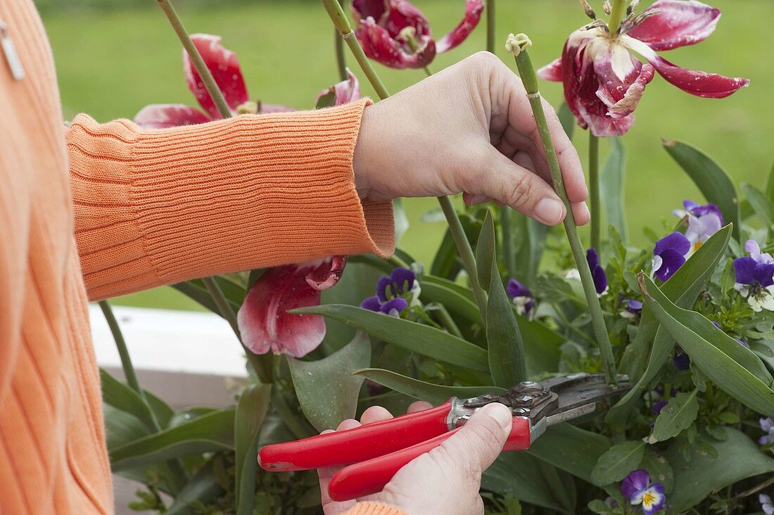 Woman cutting off the faded tulipa (tulip) flowers