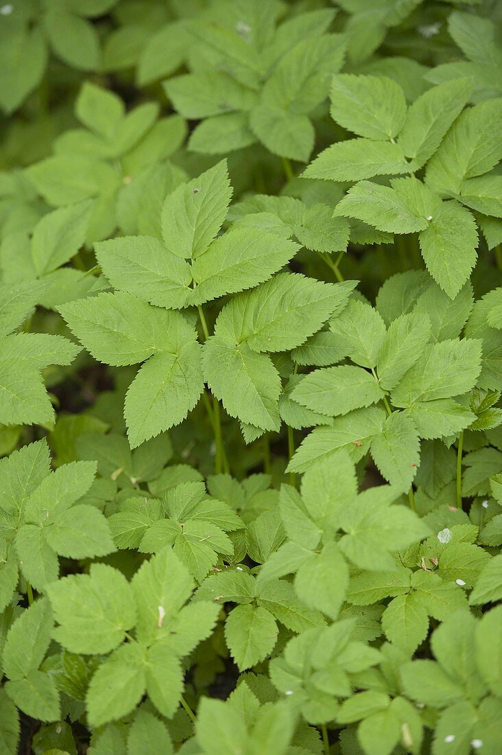 Giersch (Aegopodium podagraria)