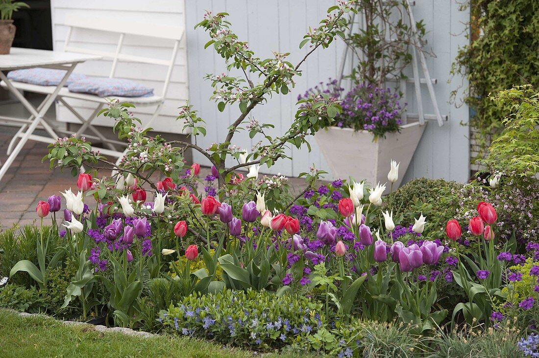 Tulipa 'White Triumphator' 'Valentine' lila-weiß , 'Van Eijk' rot-weiß (Tulpen