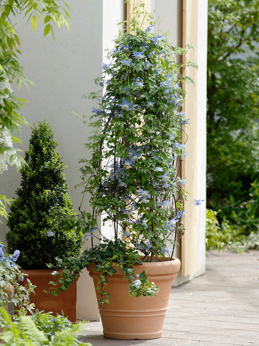 Clematis alpina 'Blue Princess' (Alpen - Waldrebe), Buxus