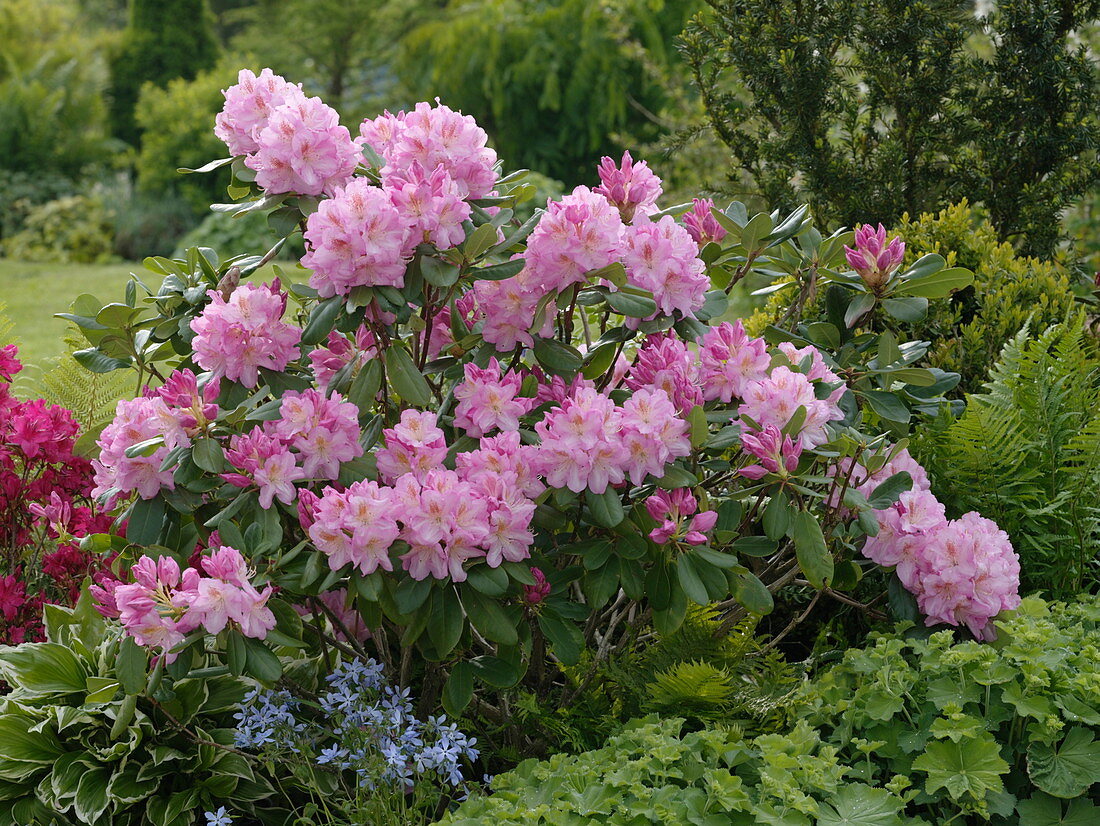 Rhododendron 'Scintillation' (Alpenrose), Rhododendron 'Georg Arends'