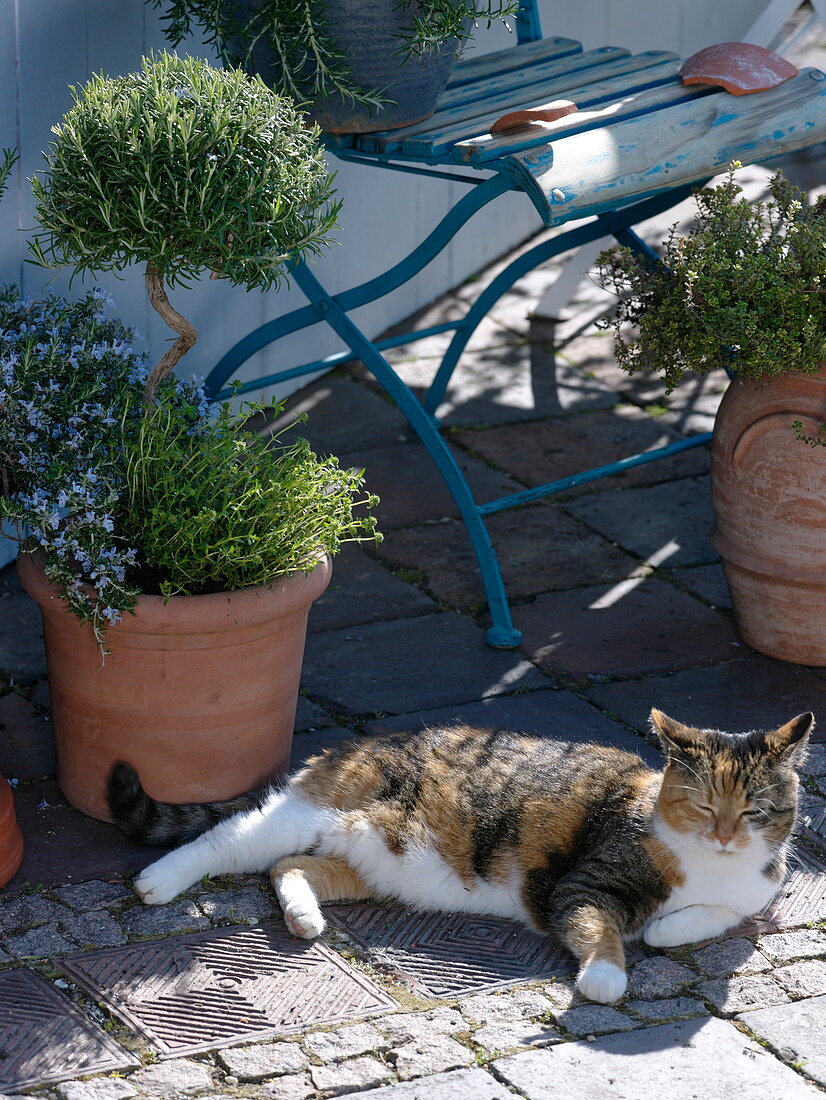 Cat lying in front of herb pots, rosemary (Rosmarinus) twisted stem