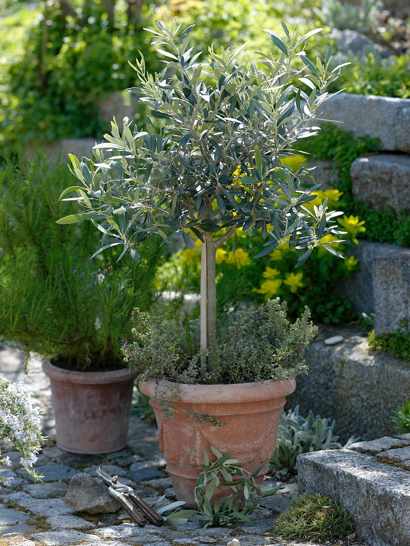 Olea europaea (Oliven - Bäumchen) unterpflanzt mit Thymian