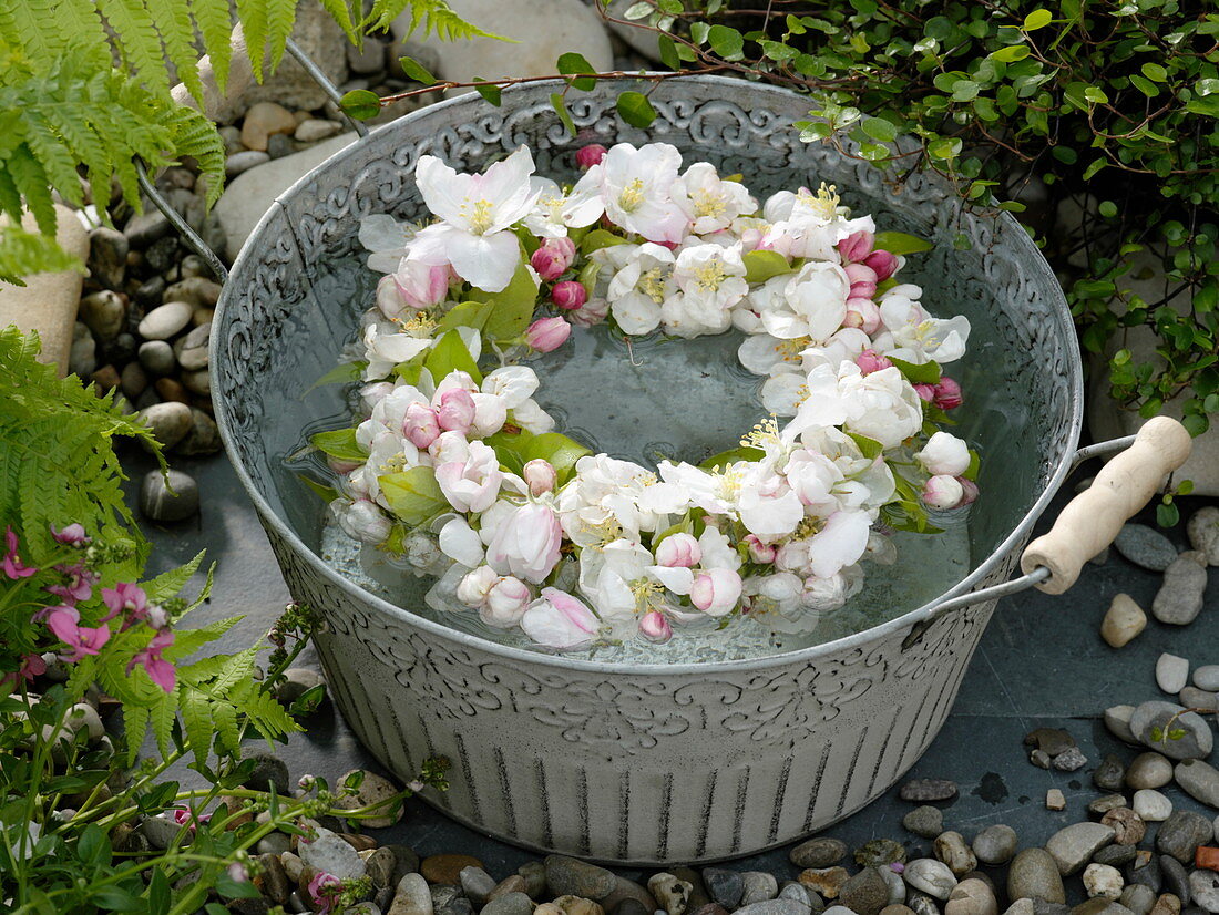 Kranz aus Malus (Apfelblüten) im Wasser