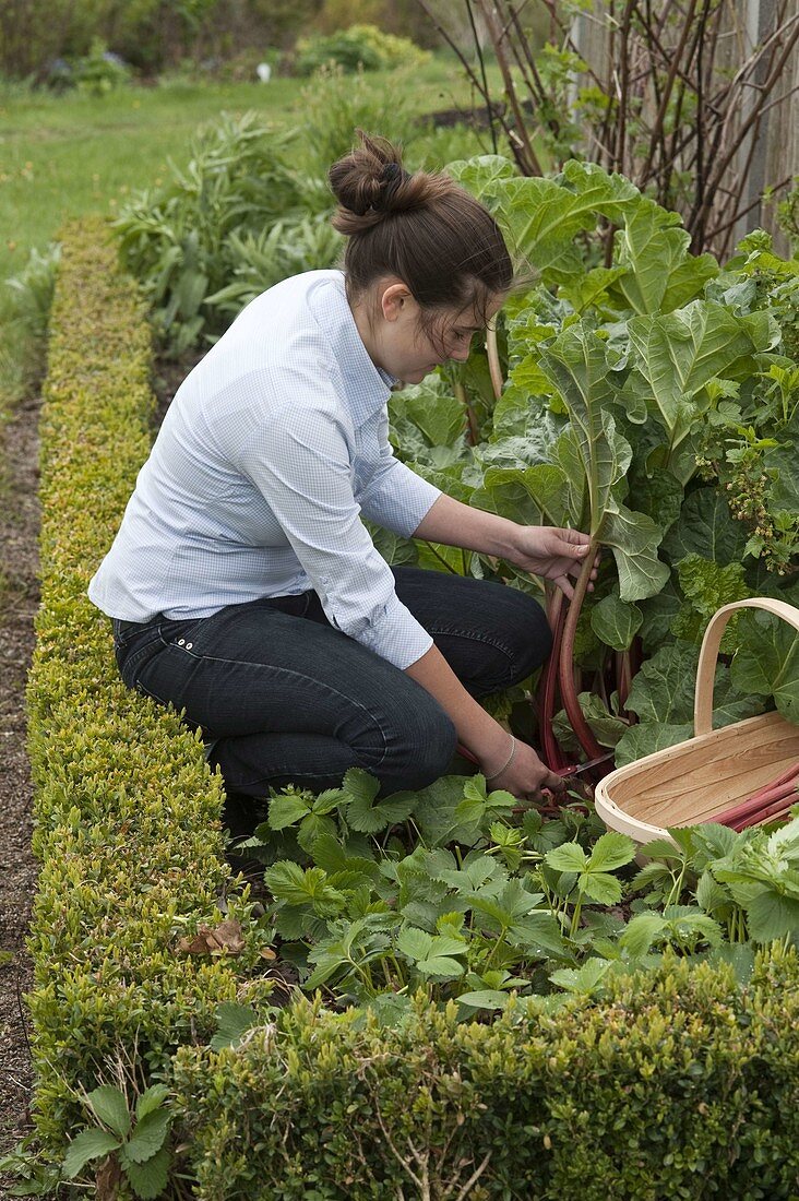 Woman harvesting rhubarb (pieplant)