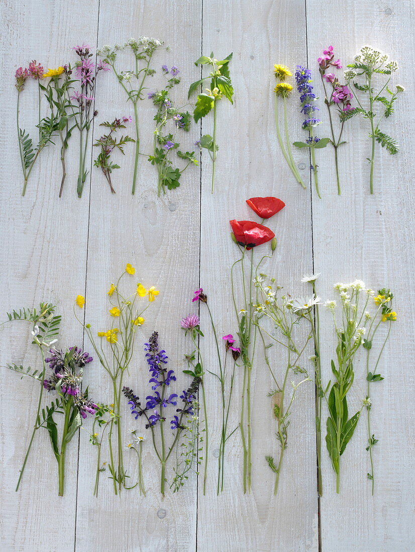 Tableau with early summer meadow flowers