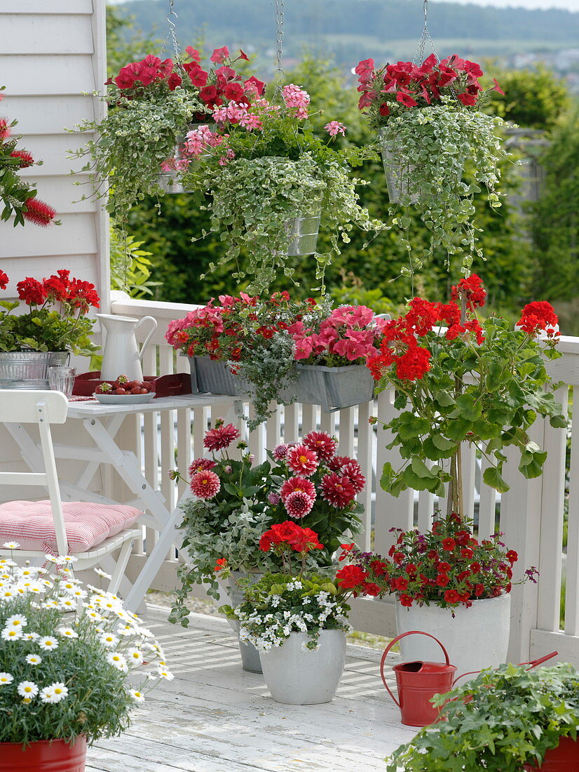 Rot-weißer Balkon mit Argyranthemum (Margerite), Dahlia (Dahlie),