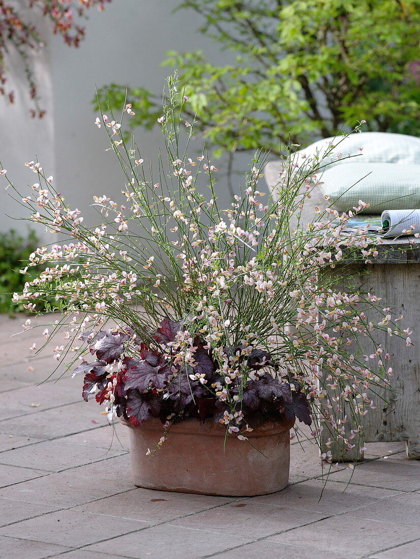 Ginster 'Praecox Zelandia' (Ginster) und Heuchera (Purpurglöckchen)