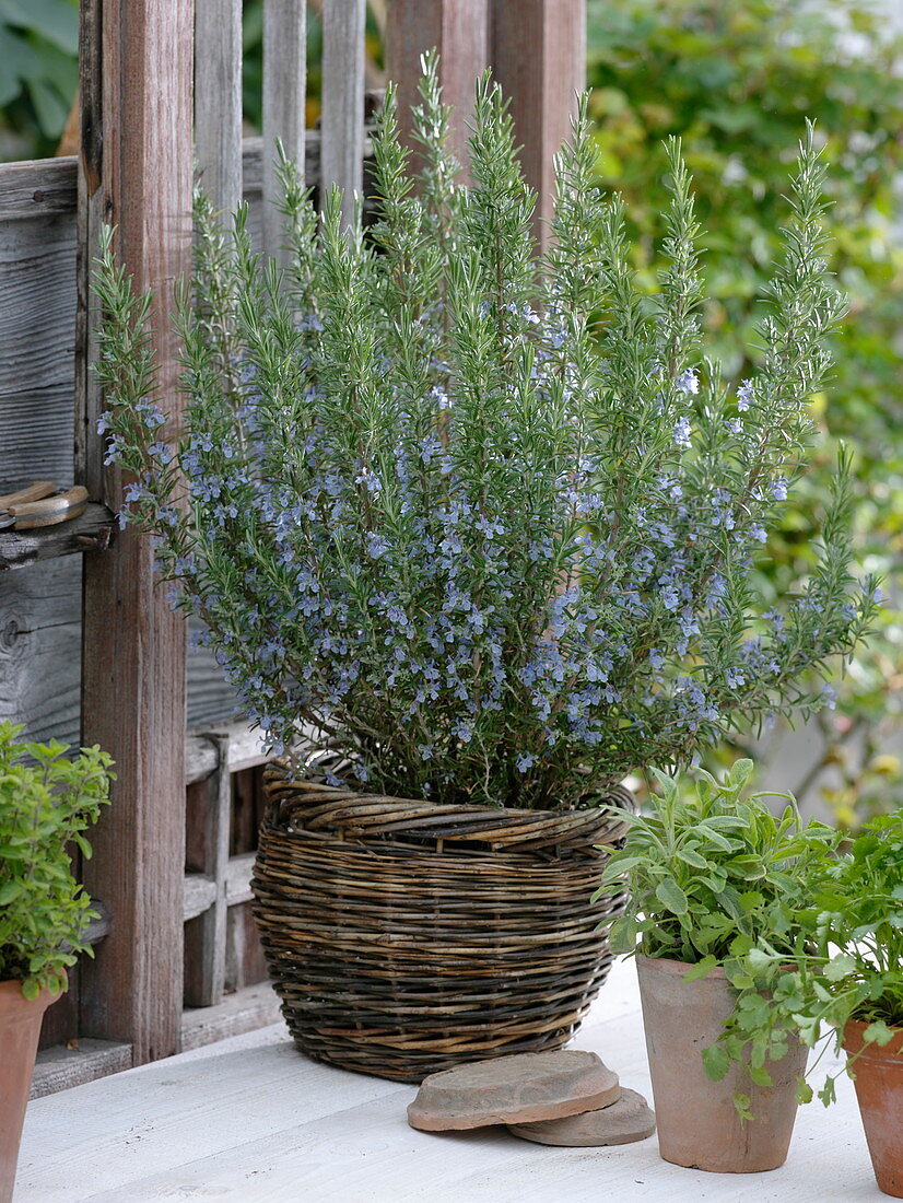 Blossoming rosemary in the wicker basket