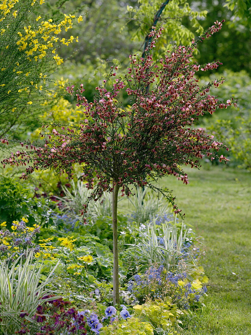 Cytisus scoparius 'Maria Burkwood' (Edelginster) Stämmchen