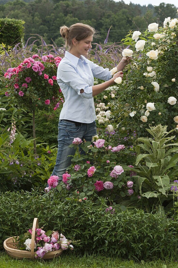 Young woman cutting roses and tying a bouquet