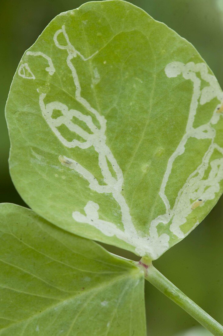 Fraßgänge der Minierfliege (Agromyzidae) an Erbsenblatt (Pisum sativum)