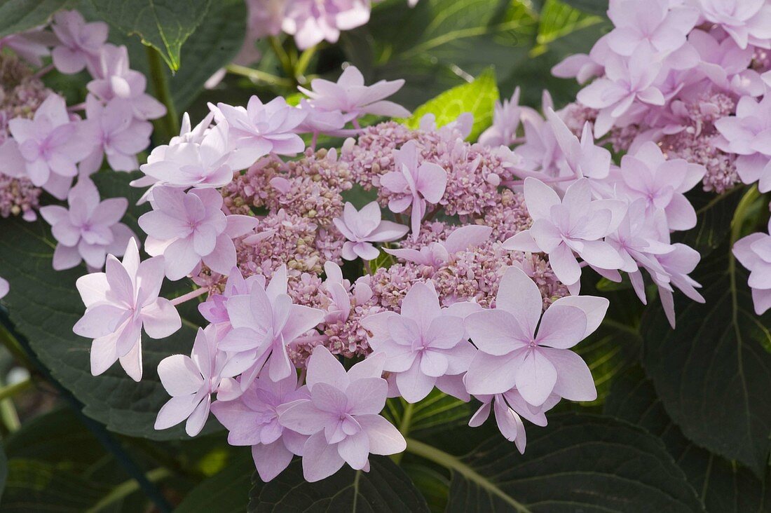 Hydrangea 'You And Me Forever' (Hydrangea)