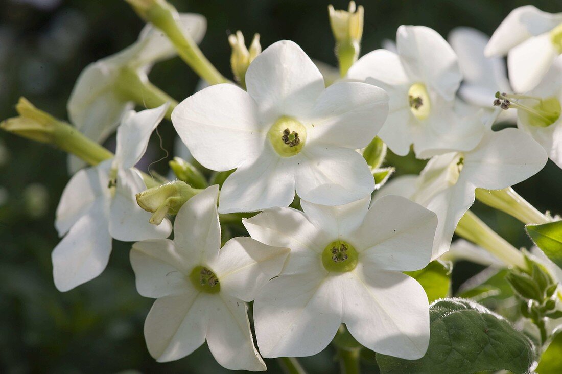 Nicotiana sanderae (Ziertabak)