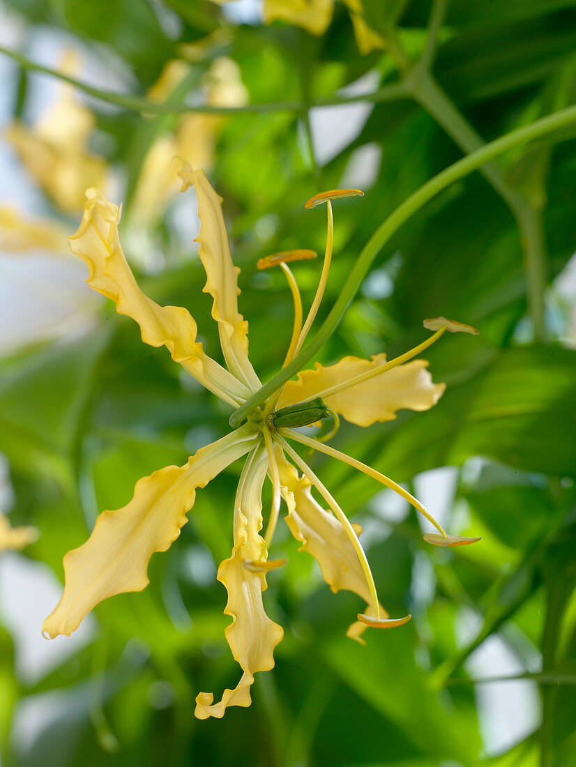 Gloriosa lutea (Yellow Crown of Glory)