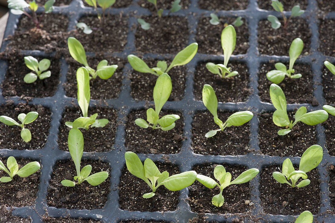 Kopfsalat 'Deutscher Trotzkopf' (Lactuca sativa var. capitata)