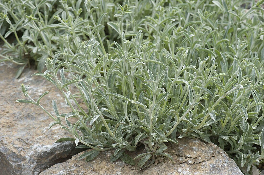 Sideritis syriaca (Griechischer Bergtee, Gliedkraut), aromatische Teepflanze