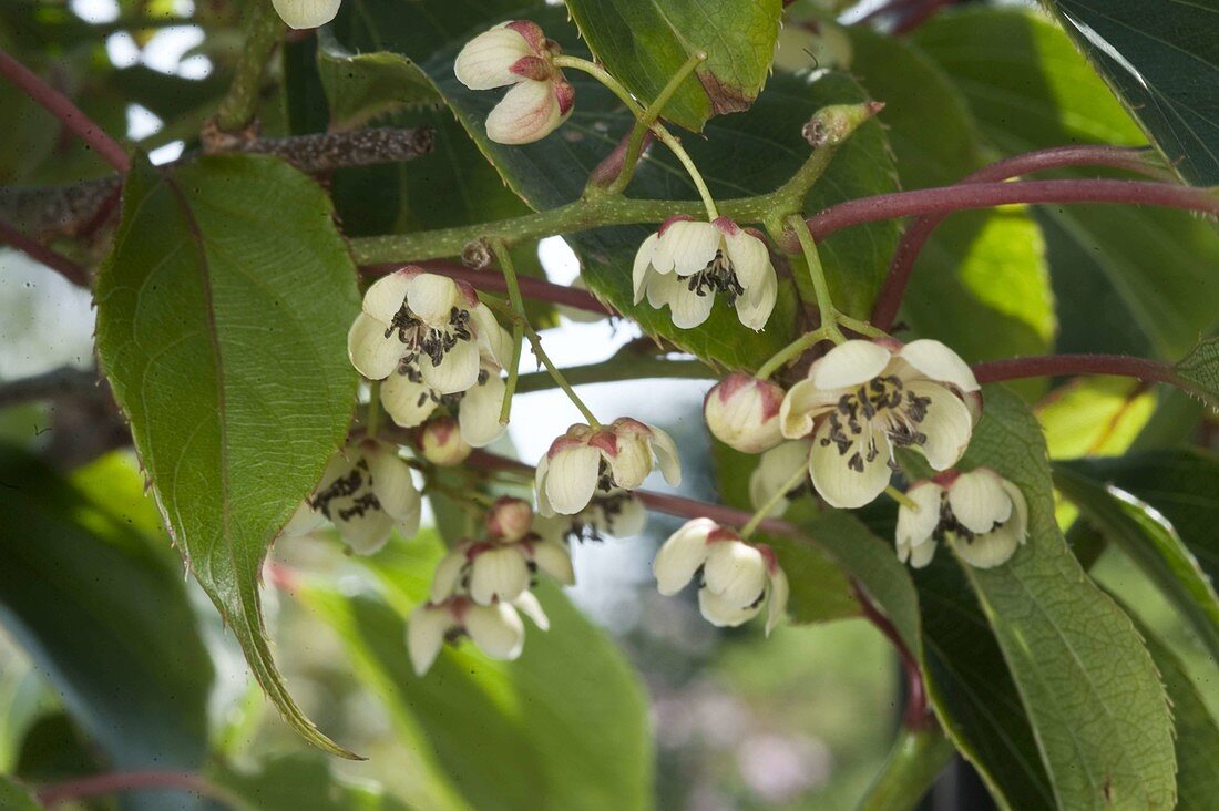 Blüten von Mini-Kiwi 'Issai' (Actinidia arguta) selbstfruchtbar