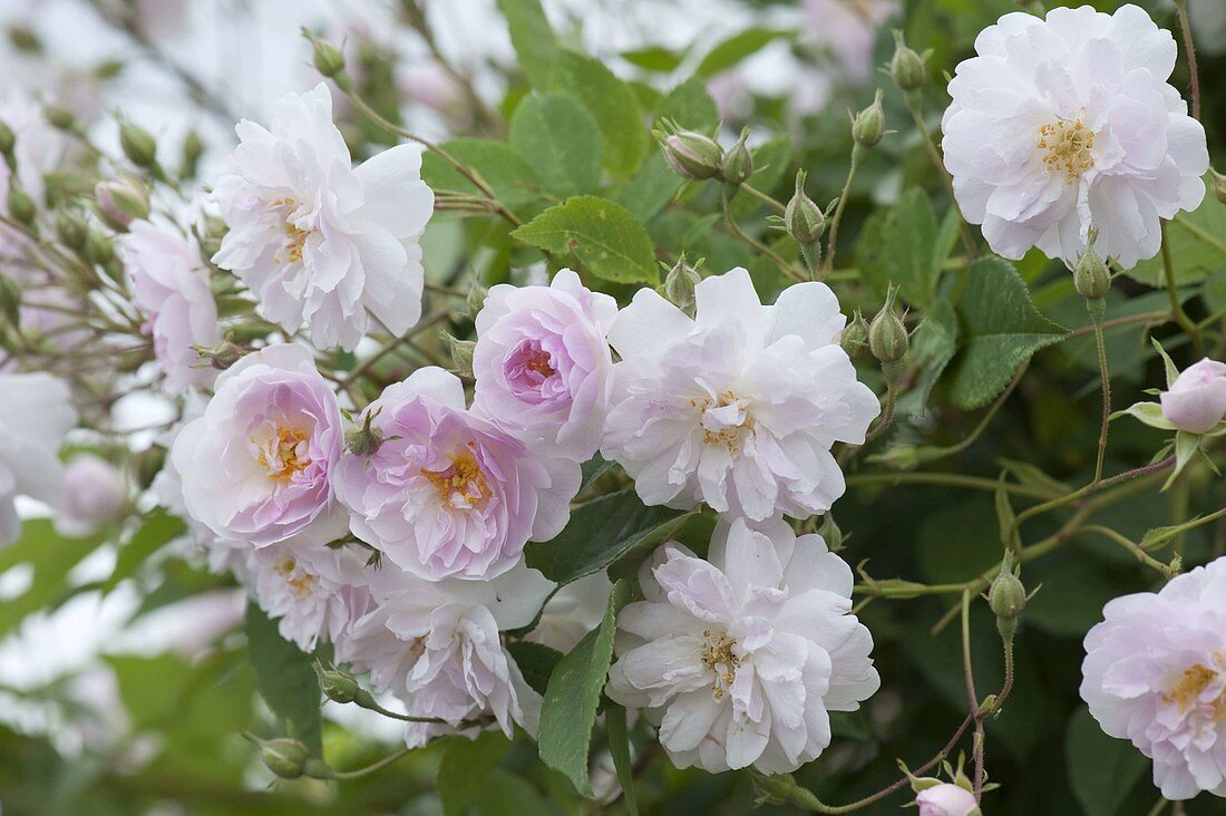 Pink 'Paul's Himalayan Musk' (Rambler Rose) once flowering