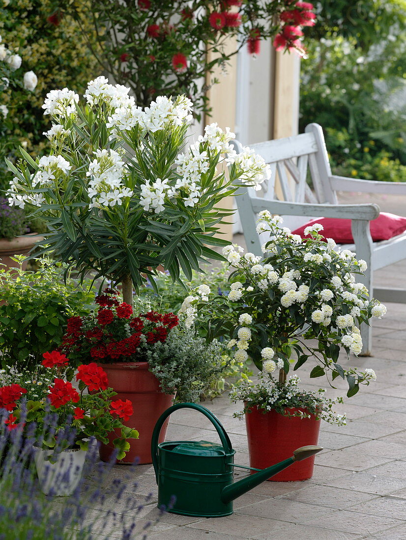 Nerium oleander 'Soeur Agnes' (Weißer Oleander), Lantana Suntana 'White'