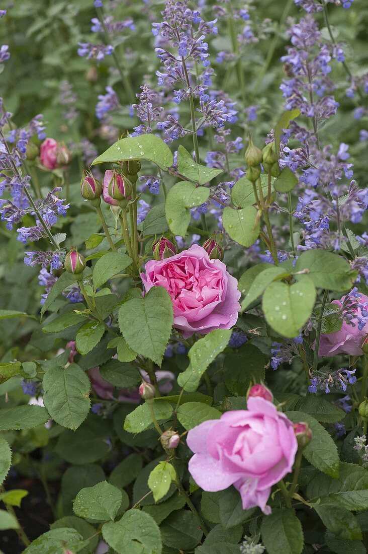 Rosa 'Mary Rose' (English rose), Nepeta (catmint)