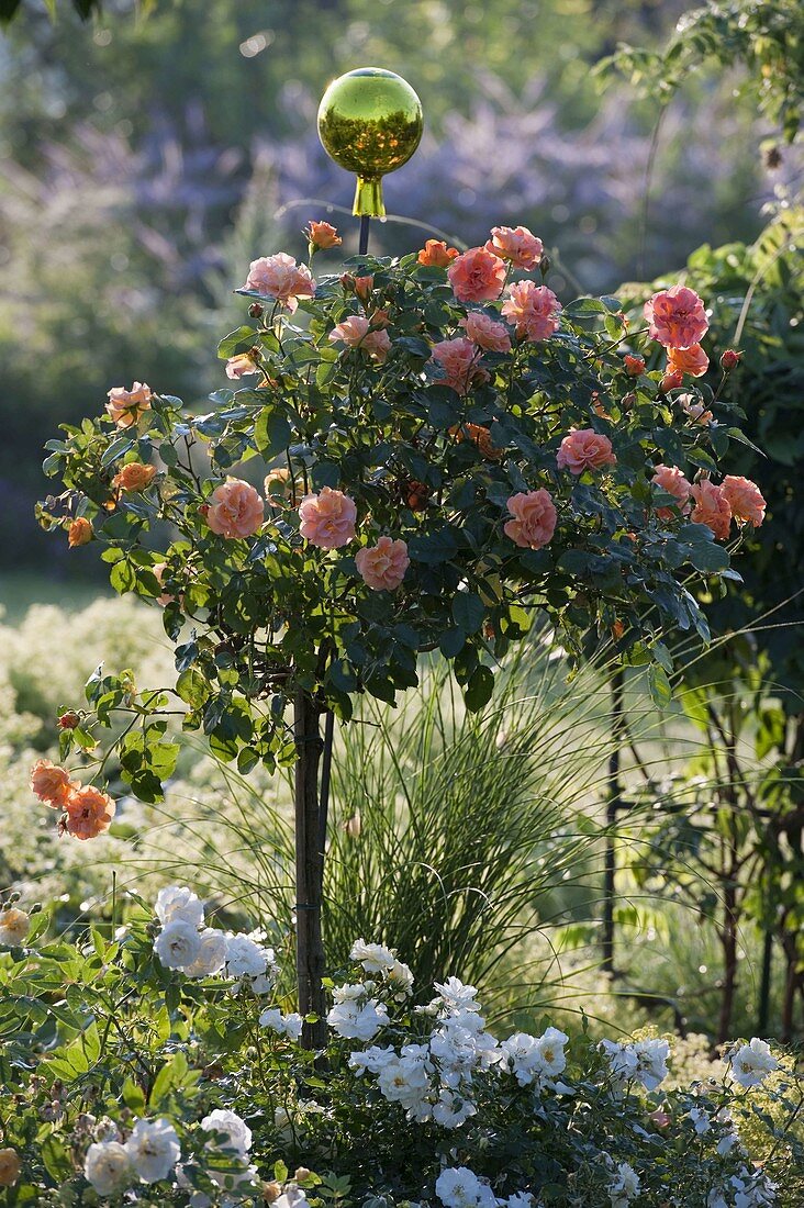 Rosa 'Westzeit' (Beetrose) auf Stamm von Noack