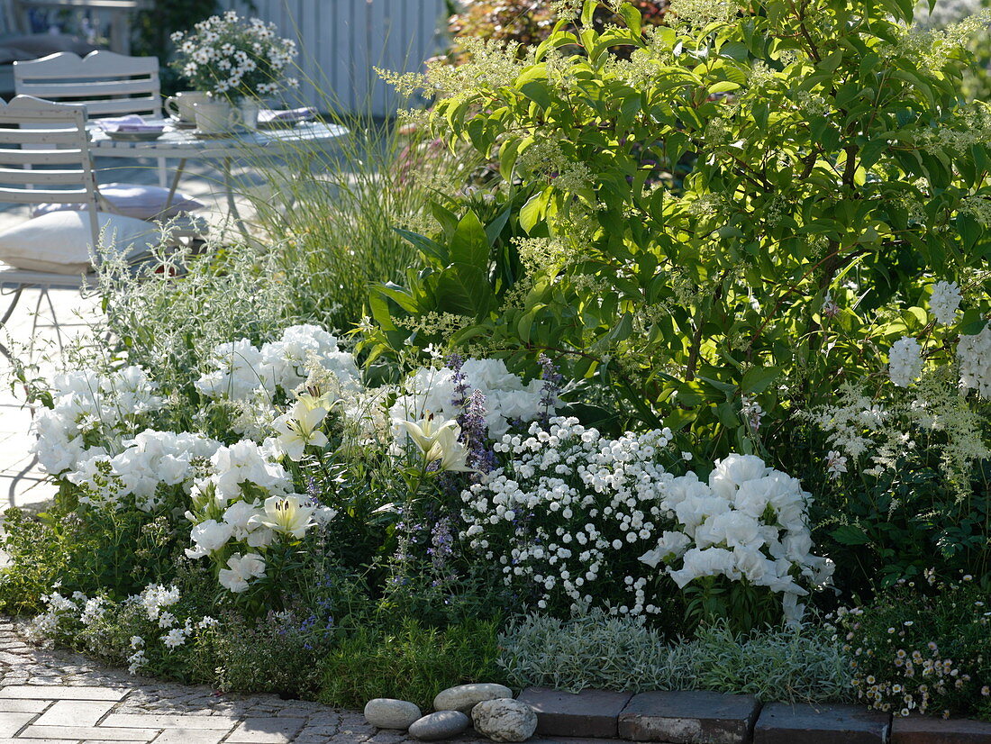 White bed with Godetia (summer azaleas, Atlas flowers), Lilium (lilies)