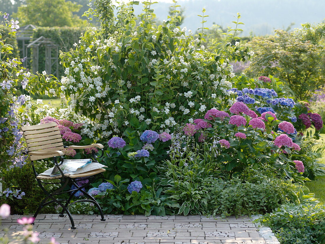 Hydrangea macrophylla (Hortensien), Philadelphus coronarius