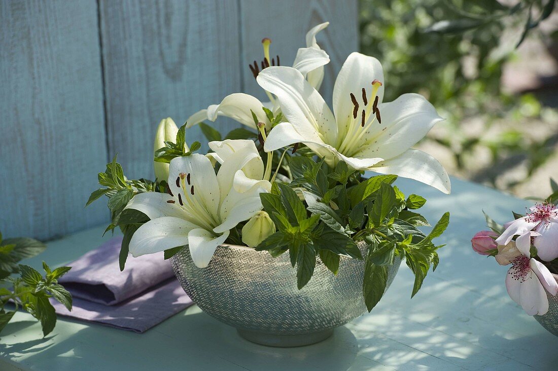 Silberne Schale mit weißen Blüten von Lilium (Lilie) und Minze (Mentha)