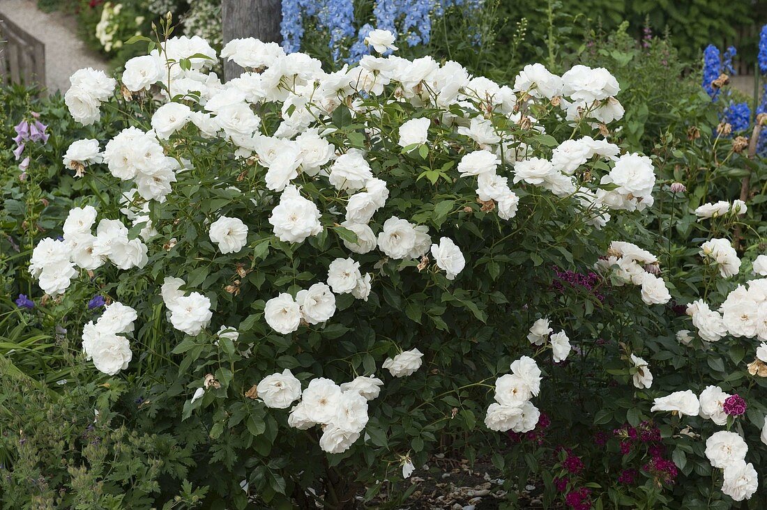 Rose 'Snow White' syn. 'Iceberg', blooms until the frost