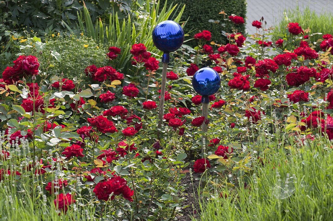 Pink 'Lilli Marleen' (Floribunda roses) with blue roseballs