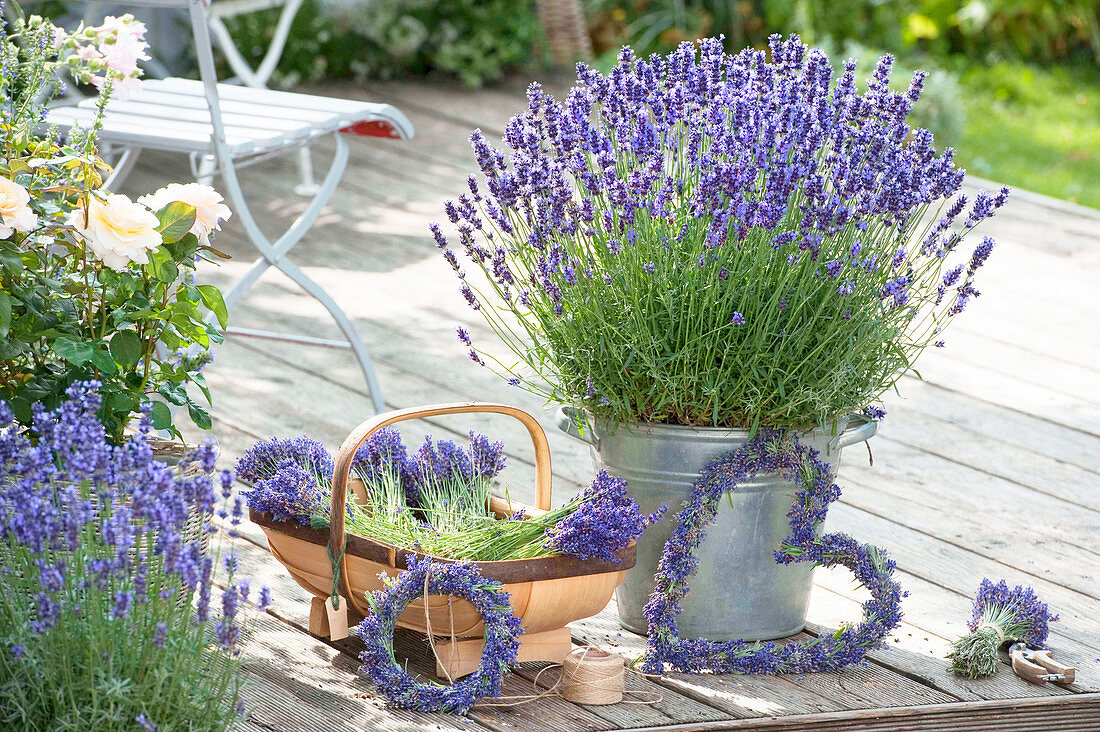 Lavender 'Hidcote Blue' (Lavandula) in zinc bucket