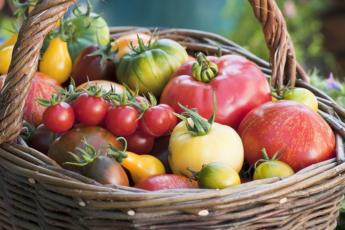 Korb mit verschiedenen Tomaten - Sorten (Lycopersicon)