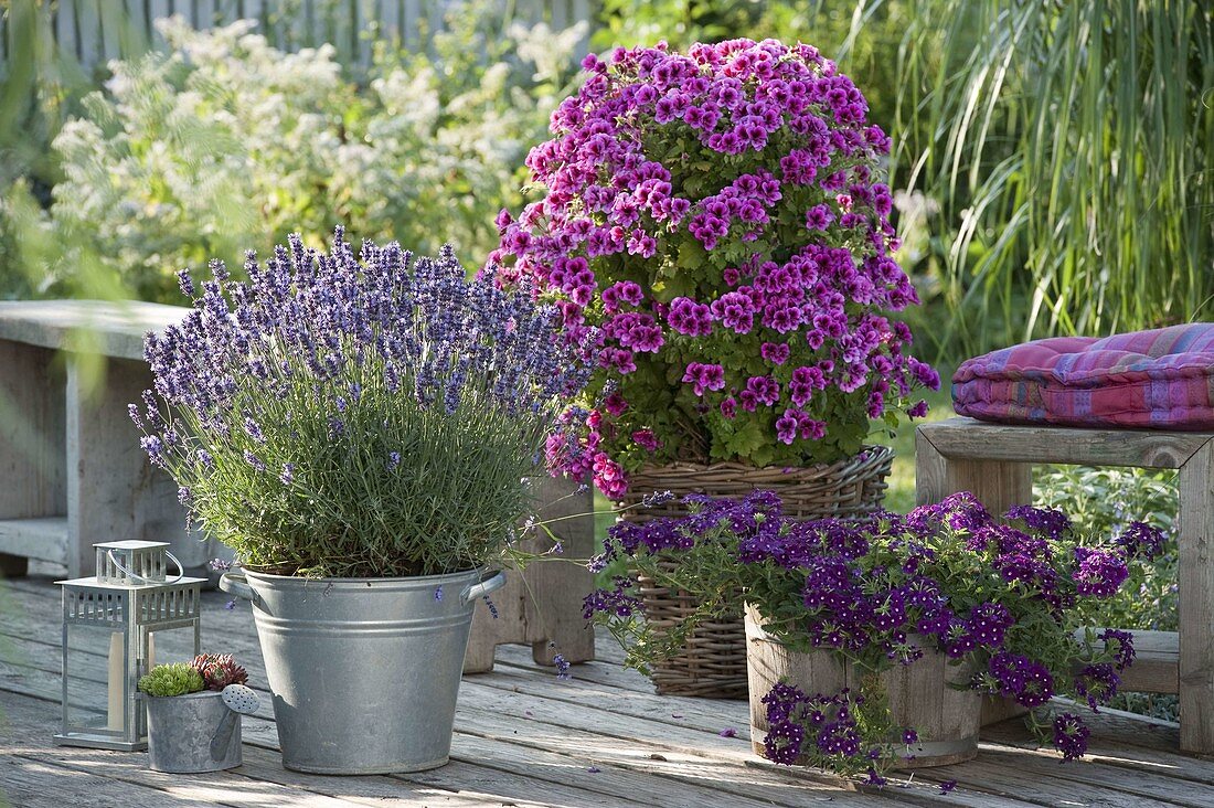 Lavendel 'Aromatic Blue' (Lavandula), Pelargonium grandiflorum Aristo 'Violet'