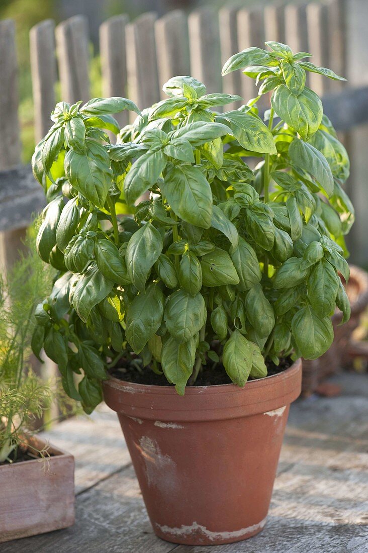 Basil 'Great Green Genoveser' (Ocimum) in clay pot