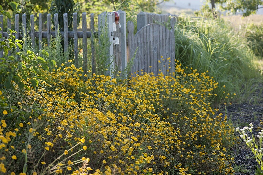 Anthemis tinctoria, in front of wooden fence