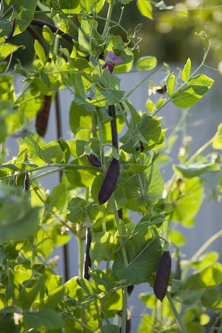 Kapuzinererbse Blauschokkers (Pisum sativum convar. axiphium)