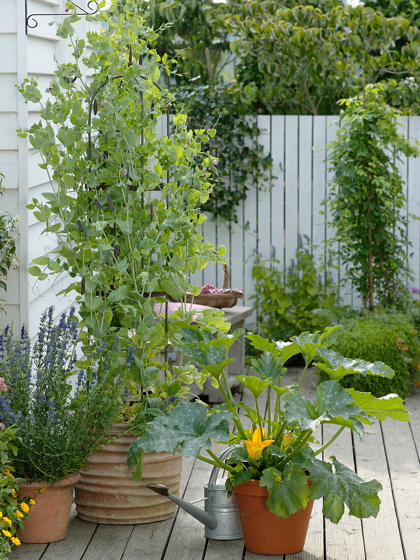 Kapuzinererbse 'Blauschokkers' (Pisum sativum convar. axiphium)