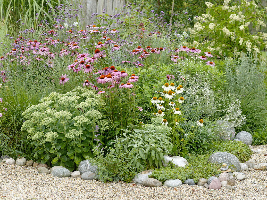 Perennial grasses bed with coneflower