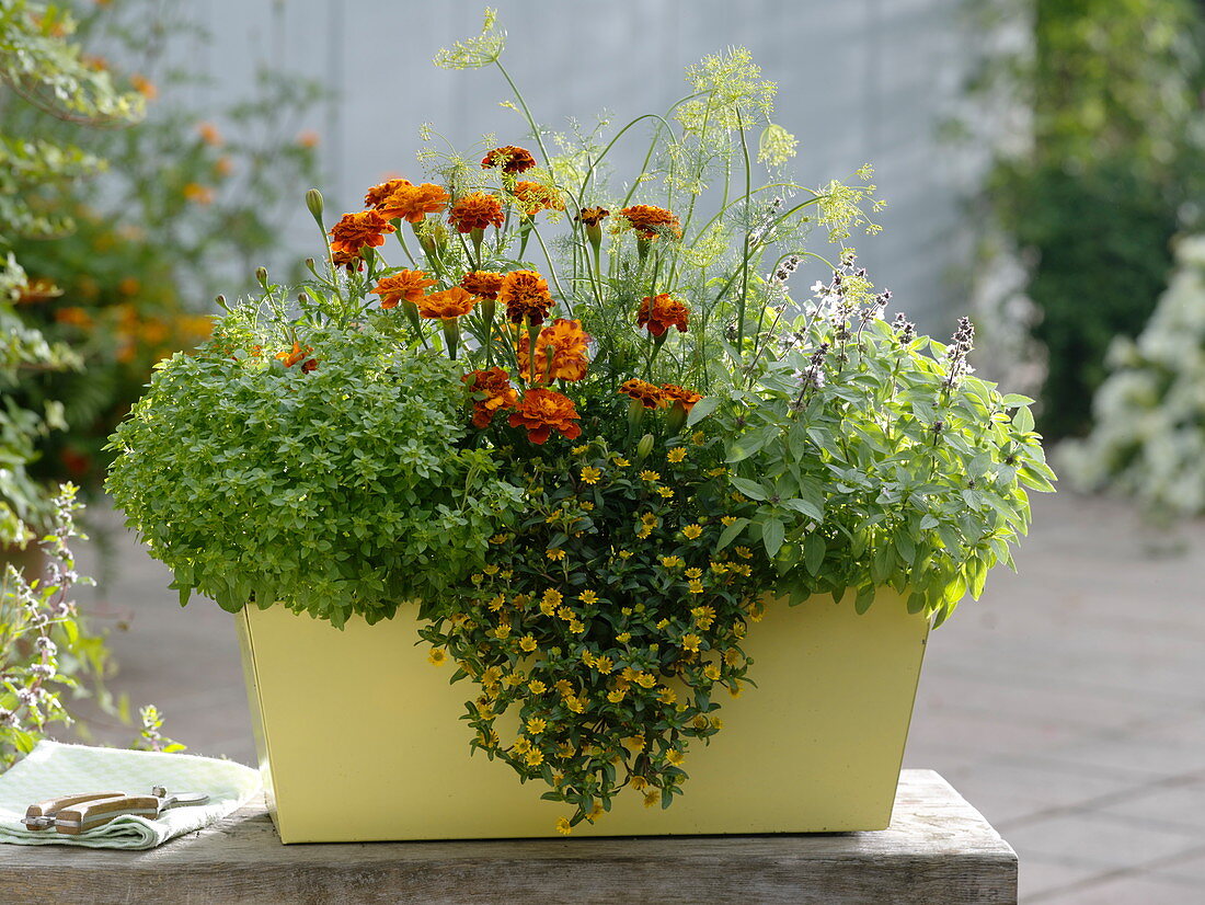 Gelber Kasten mit Tagetes patula (Studentenblumen), Sanvitalia 'Inca'