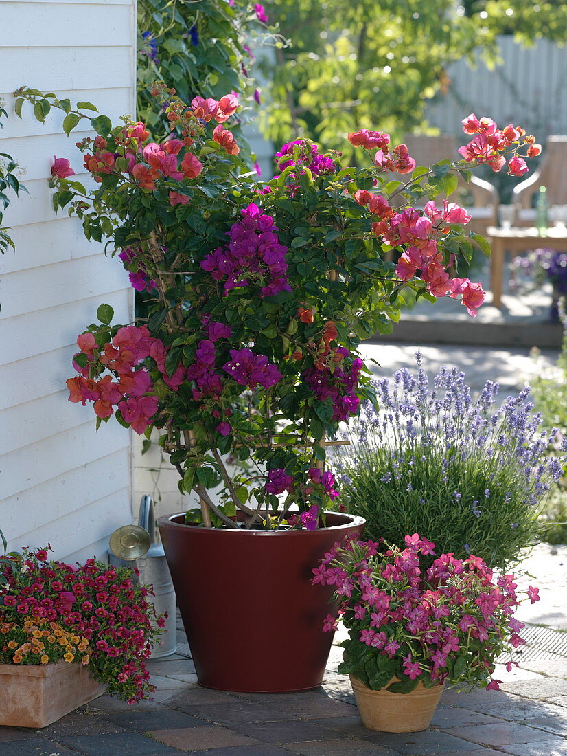 Verschiedene Farben Bougainvillea zusammen in Topf am Spalier gezogen