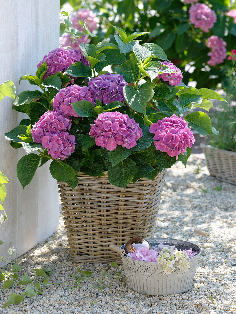 Hydrangea macrophylla (Hortensie) in Korbübertopf auf Kies